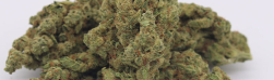THCA in Hemp Flowers: Unlocking the Power of Cannabis