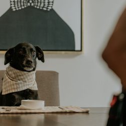 D2C pet food startup