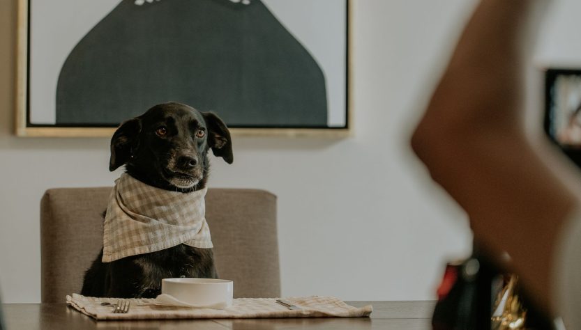 D2C pet food startup